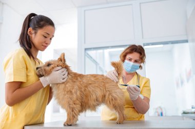 Veteriner doktor klinikte şirin bir köpeği muayene ediyor.