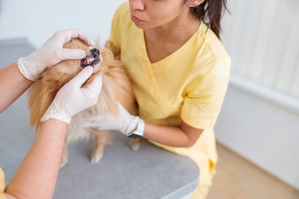 Female vet examining cute pet on table in doctor office — Stock Photo, Image