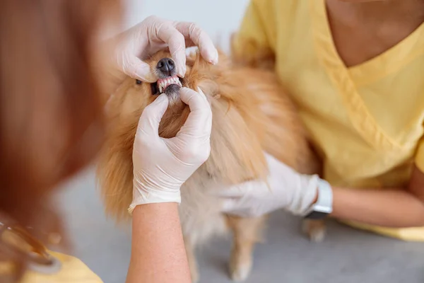 Female veterinarian inspecting teeth of dog in clinic — Stock Photo, Image