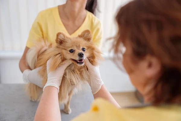 Kadın veteriner hayvan hastanesinde köpeği denetliyor. — Stok fotoğraf