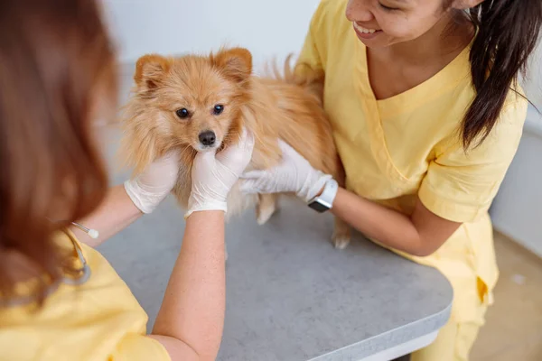 Veterinärläkare kontrollerar sällskapsdjur på veterinär sjukhus — Stockfoto