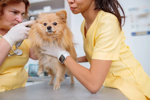 Kadın veteriner klinikte köpeğe bakar. — Stok fotoğraf