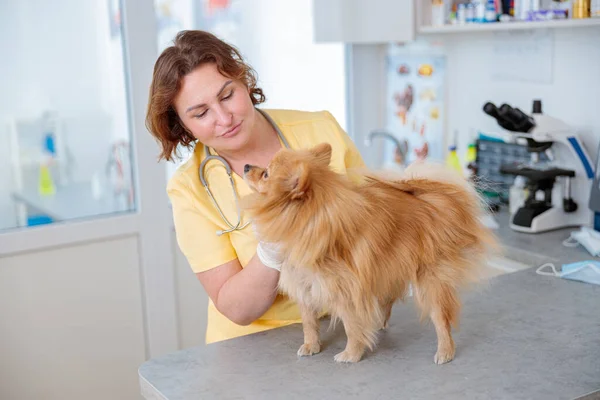 Kvinna veterinär checkar ut hund på djursjukhus — Stockfoto