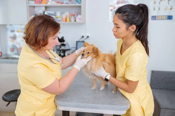 Foto av hund veterinär undersöker på kliniken — Stockfoto