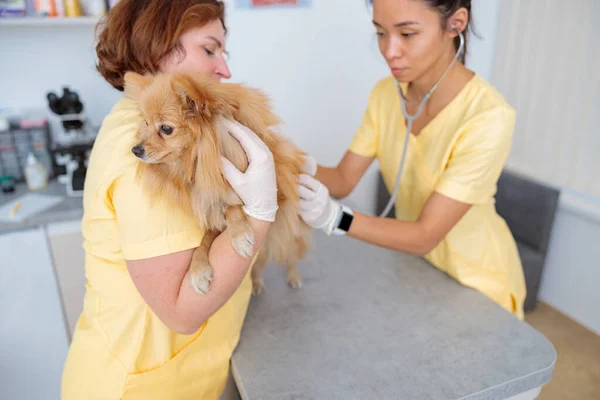 Hund besöker veterinär för regelbunden kontroll på kliniken — Stockfoto