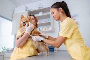 Klinikte veteriner tarafından muayene edilirken sevimli bir köpek.