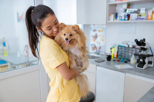 Klinikte köpeğe bakan genç bir kadın veteriner. — Stok fotoğraf