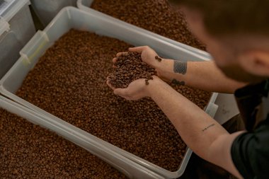 Erkek barista elleri taze kavrulmuş kahve çekirdeklerini gösteriyor.