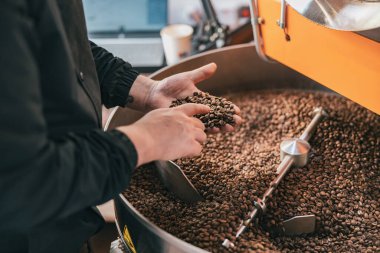 Barista küçük fabrikada kahve çekirdeğinin kalitesini kontrol ediyor. Yakın plan. Yüksek kalite fotoğraf
