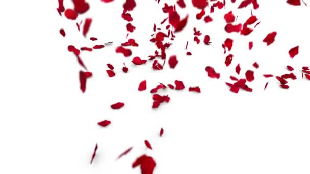 Love Rose Petals — Stock Video