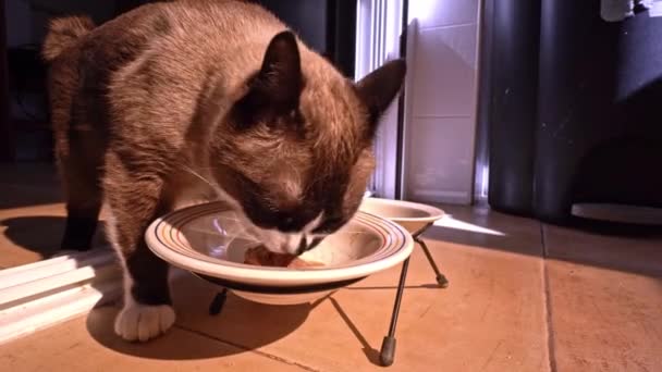 Gros Plan Chat Domestique Raquettes Qui Mange Nourriture Humide Pour — Video