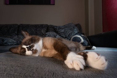 Evcil kar ayakkabısı kedisine yakın oturma odasındaki gri bir kanepede dinleniyor.