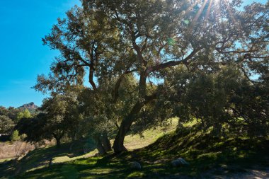 Doğadaki büyük bir ağaç gün ortasında gölge sağlar..