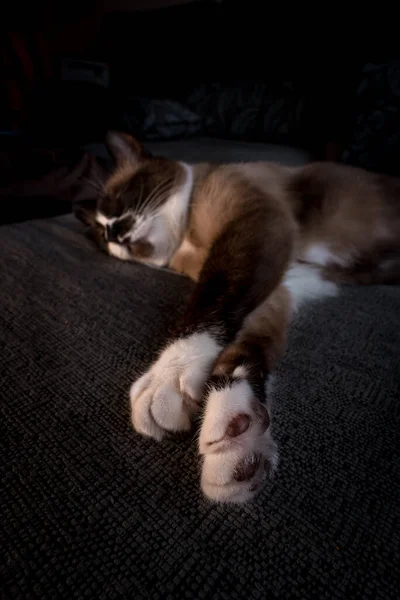 Gros Plan Chat Domestique Raquettes Reposant Sur Canapé Gris Dans — Photo