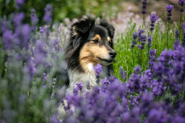 lavendel içinde sığınak