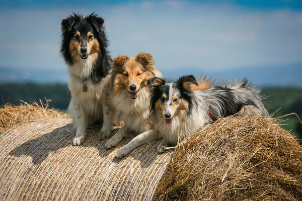 Dogs on hay