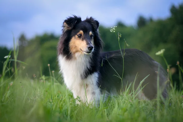 Sheltie no prado — Fotografia de Stock