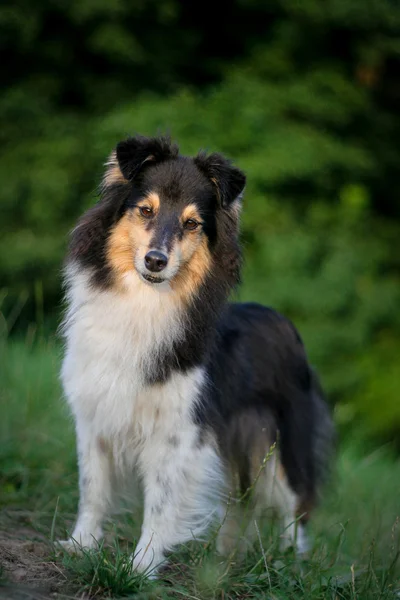 Sheltie — Stockfoto