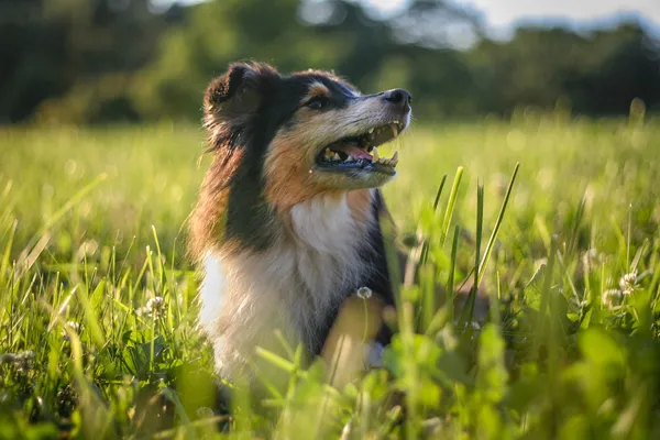 풀밭에서 sheltie 초상화 — 스톡 사진