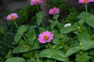Flowers. Chamomile. Ромашки