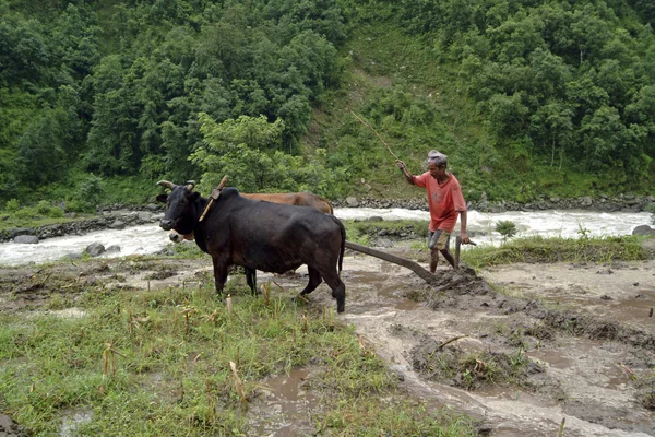 Nepál, mezőgazdaság — Stock Fotó