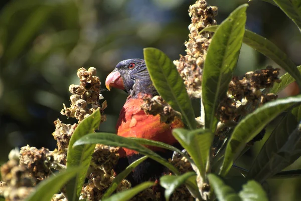 Australia, Zoology — Stock Photo, Image