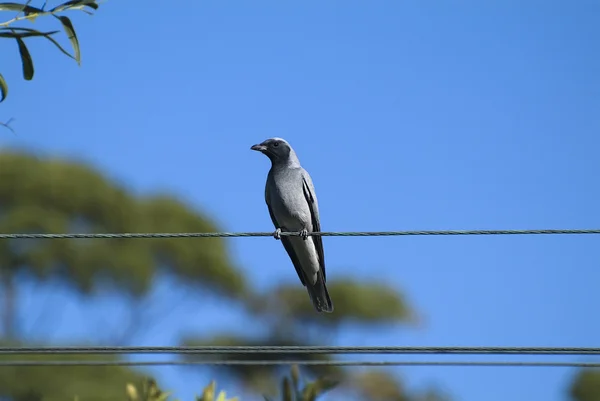 Australien, Zoologie — Stockfoto