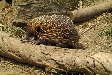 Australia, Zoology clipart