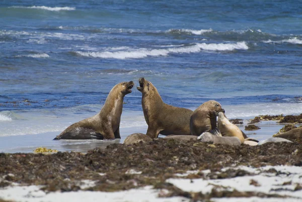 Australia, Zoology — Stock Photo, Image