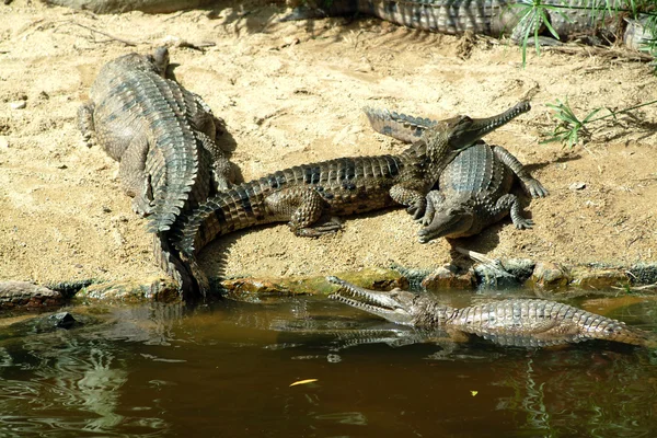 Australië, zoölogie — Stockfoto