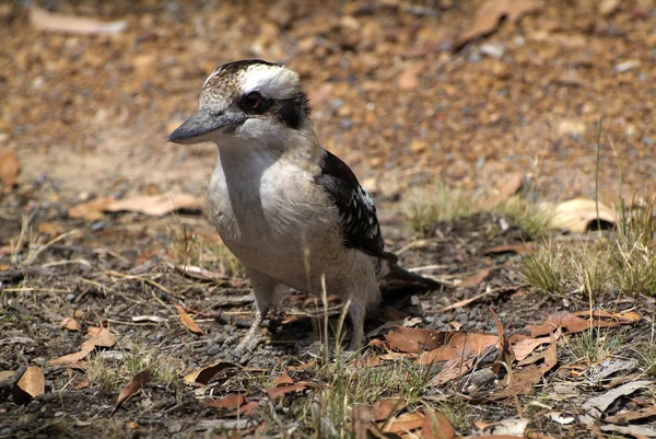 Australia, birds — Stock Photo, Image