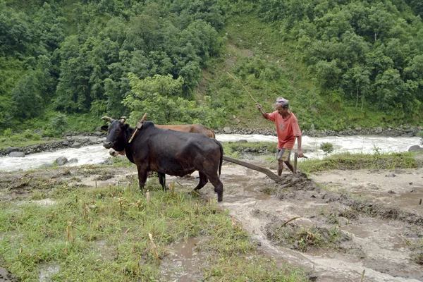 Nepal, agricultura — Fotografia de Stock