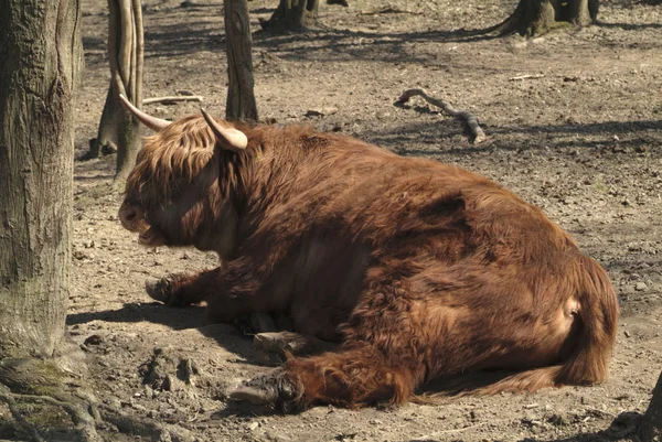 Zoologie, farma zvířat — Stock fotografie