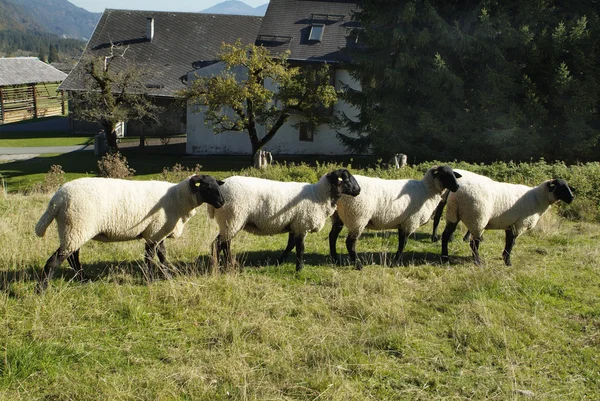 Áustria, agricultura — Fotografia de Stock