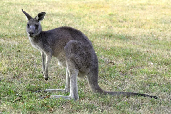 Ausztrália, zoológus, — Stock Fotó