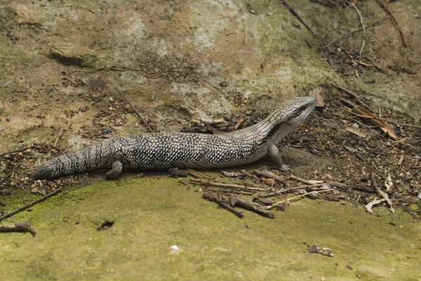 Austrálie, zoologie — Stock fotografie