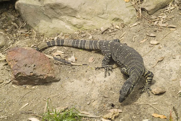 Australia, Zoology — Stock Photo, Image