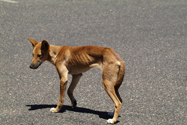 Australia, Dingo, — Stock Photo, Image