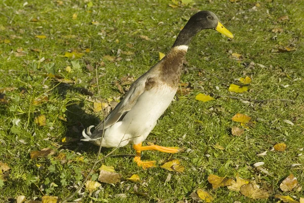 Zoologi, anka — Stockfoto