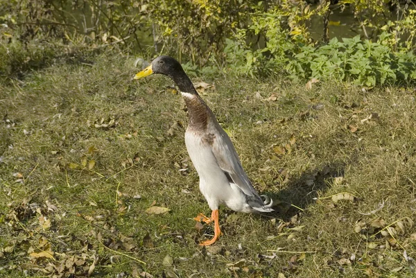 Zoologia, anatra — Foto Stock