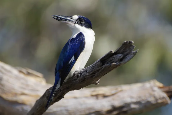 Australië, zoölogie — Stockfoto