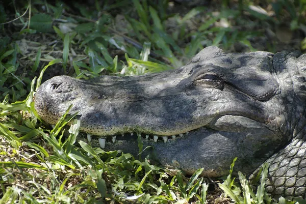 Austrálie, zoologie — Stock fotografie