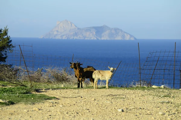 Yunanistan, Girit — Stok fotoğraf