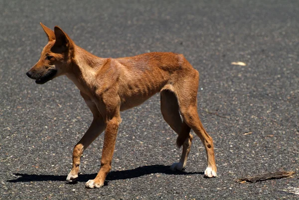 Austrálie, dingo — Stock fotografie