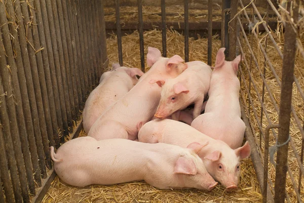 Зоология, свинья — стоковое фото