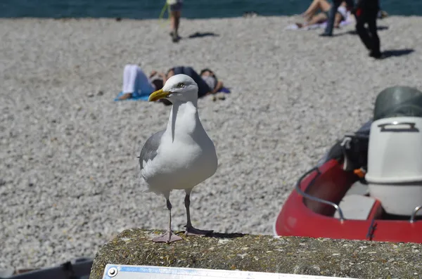 Francie, Normandie — Stock fotografie