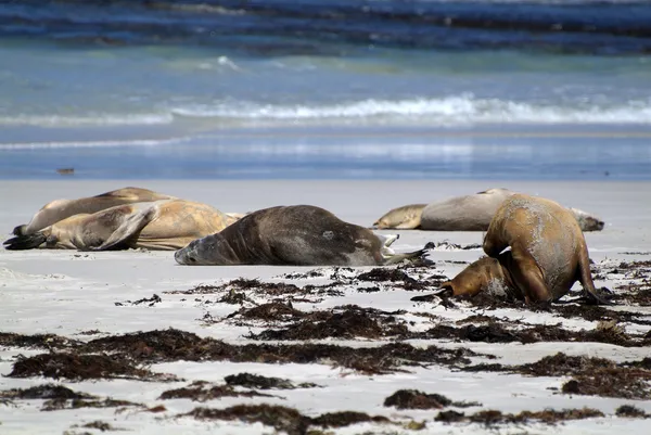 Australia, Zoology — Stock Photo, Image