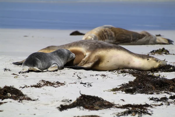 Australia, Zoology — Stock Photo, Image