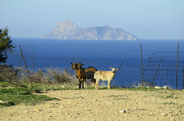 ギリシャ、クレタ島 — ストック写真