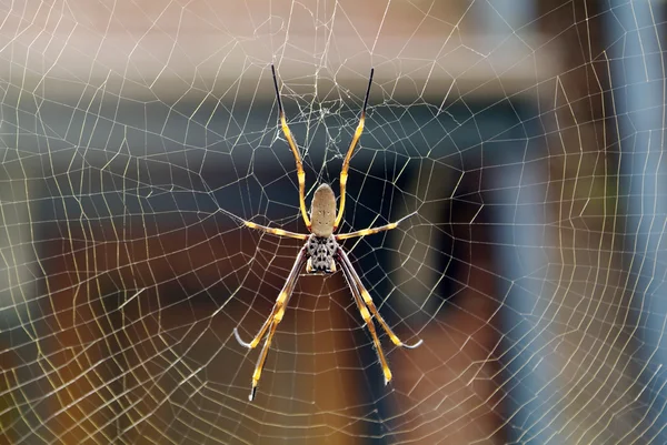 Austrália, aranha — Fotografia de Stock